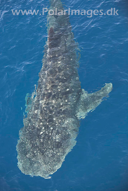 Whale Shark_MG_1727