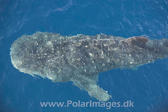 Whale Shark_MG_1728