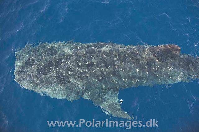 Whale Shark_MG_1729