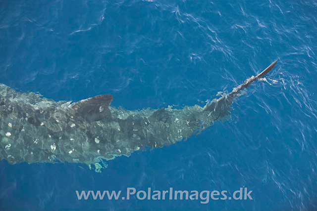 Whale Shark_MG_1730