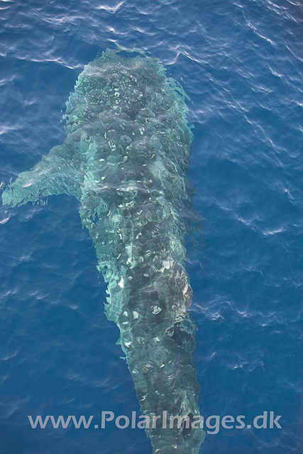 Whale Shark_MG_1731