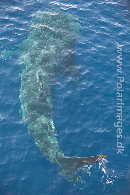 Whale Shark_MG_1732