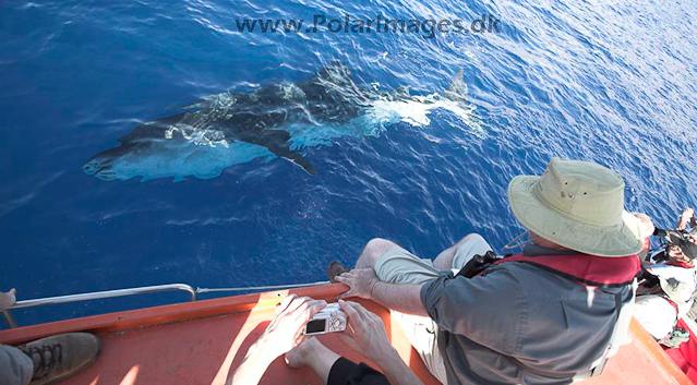 Whale shark_MG_7831