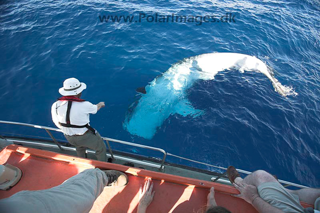Whale shark_MG_7835