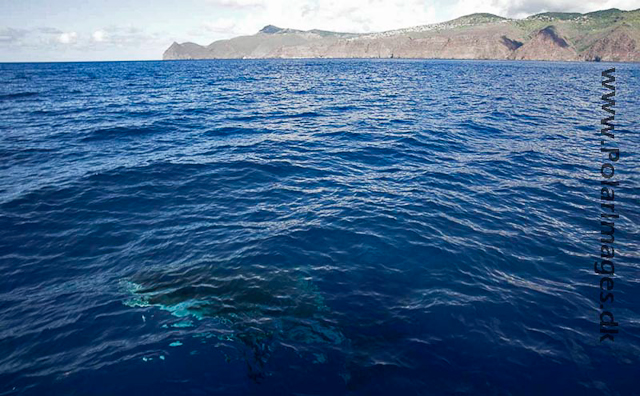 Whale shark_MG_7839