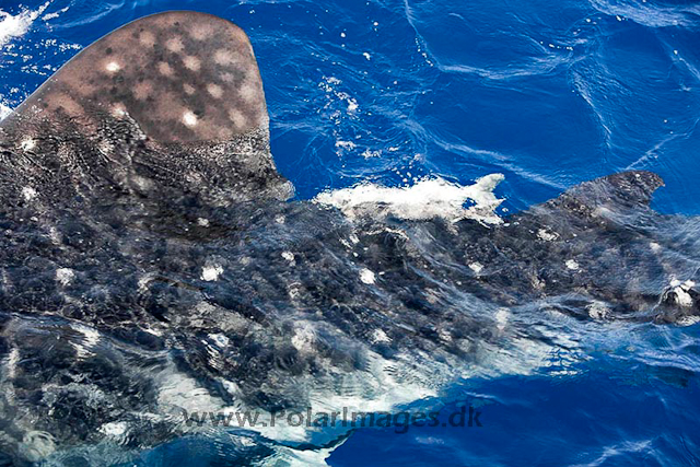 Whale shark_MG_7844