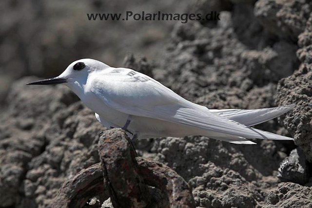 White tern_MG_3942