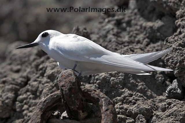 White tern_MG_3953