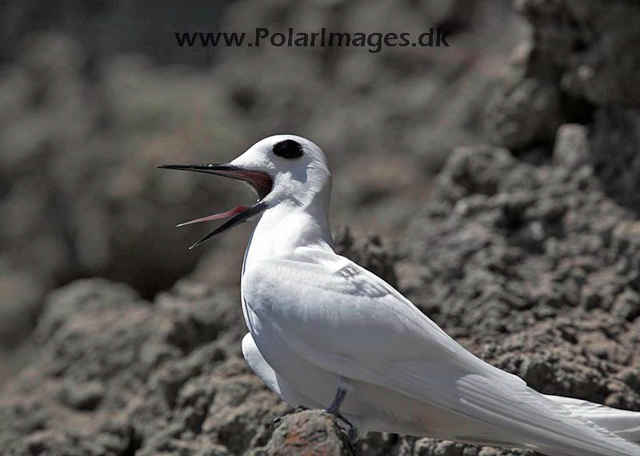 White tern_MG_3967