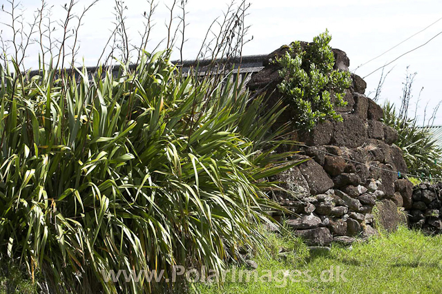 Tristan da Cunha_MG_1314