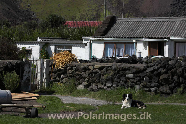 Tristan da Cunha_MG_1317