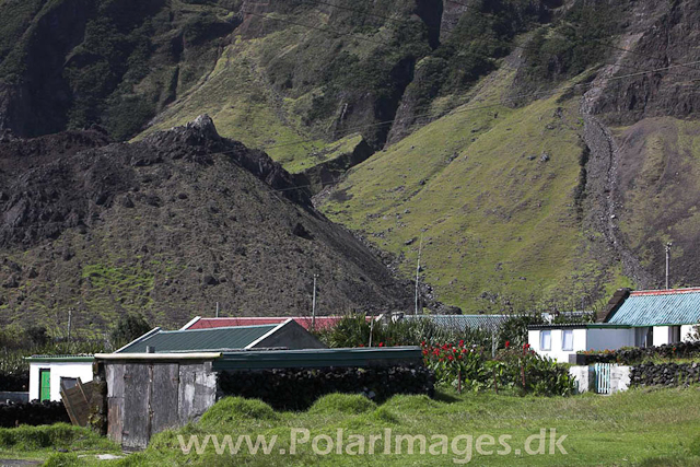 Tristan da Cunha_MG_1321