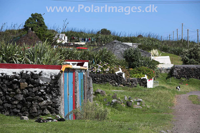 Tristan da Cunha_MG_1333