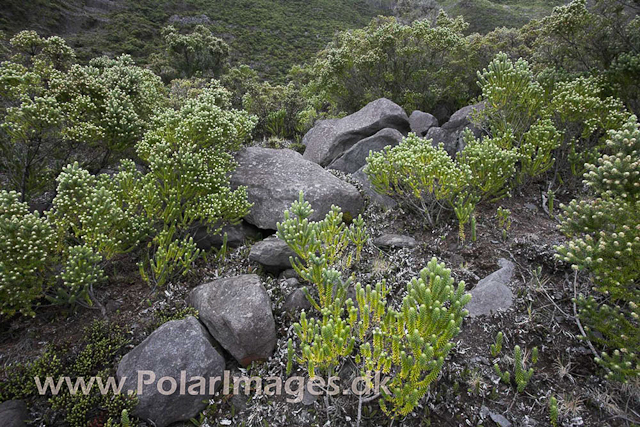 Tristan da Cunha_MG_1348