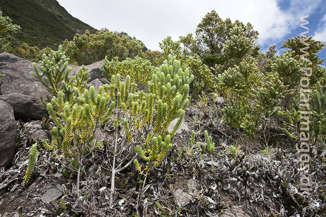 Tristan da Cunha_MG_1363