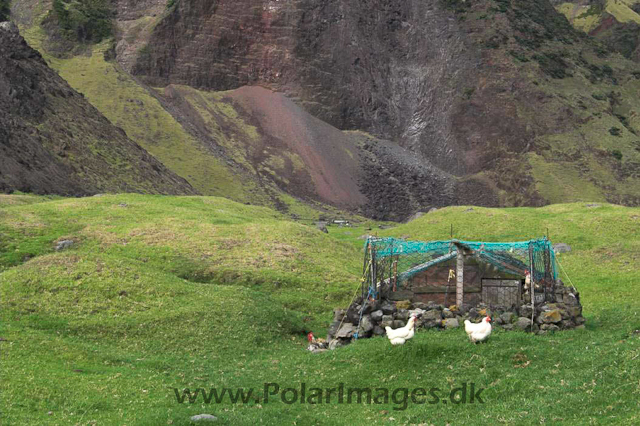 Tristan da Cunha PICT3848